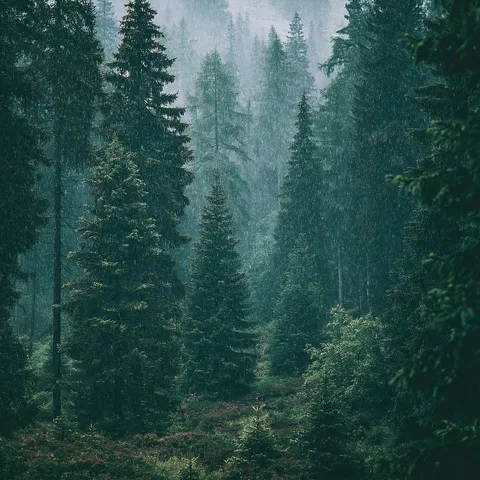 Forest Rain